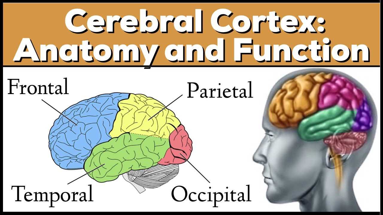 main parts of the brain diagram