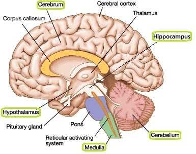 major parts of the brain diagram