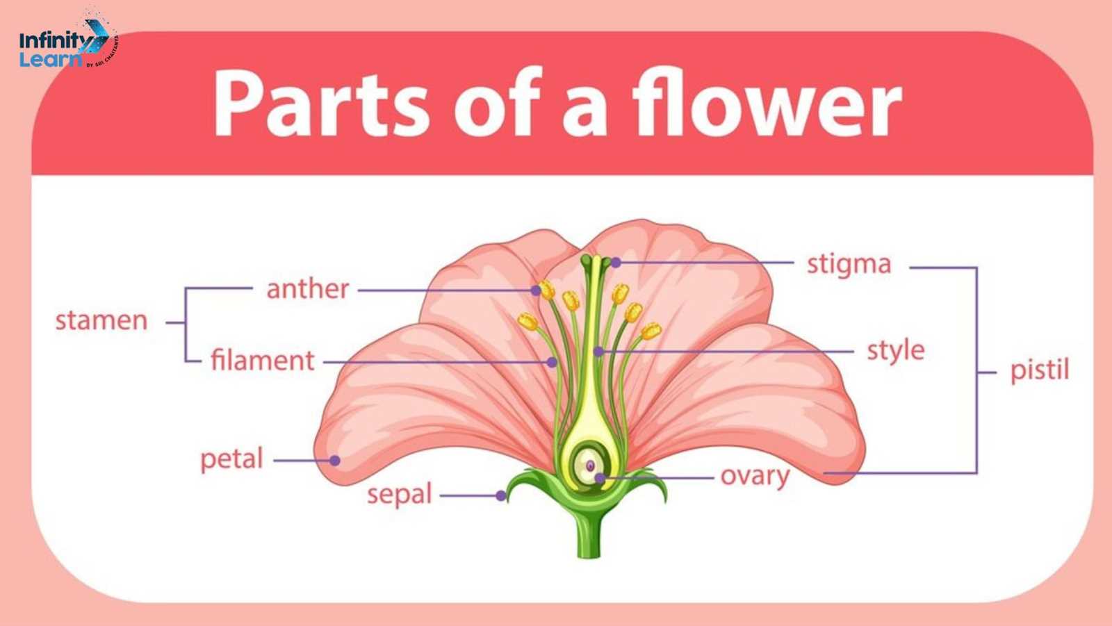 male and female parts of a flower diagram