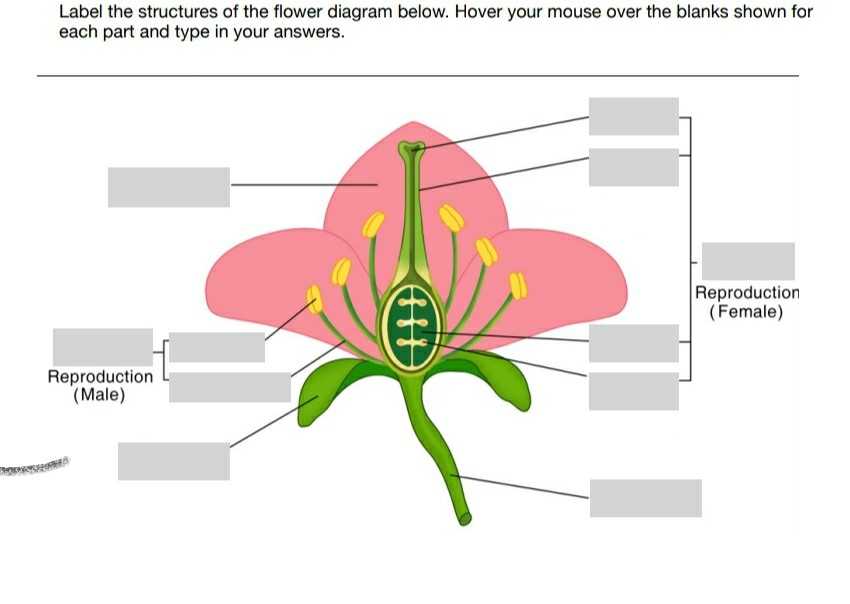 male and female parts of a flower diagram