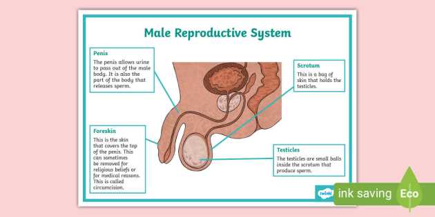 male part diagram