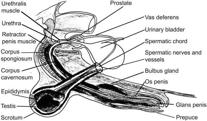 male parts diagram