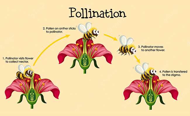 male parts of a flower diagram