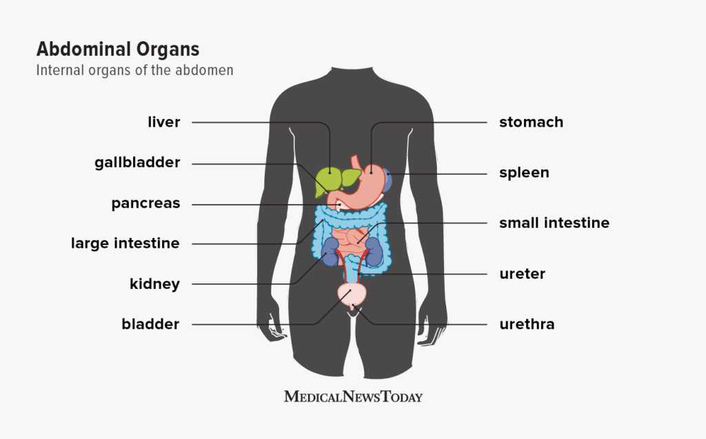 human body parts diagram with names