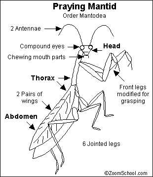 mantis parts diagram