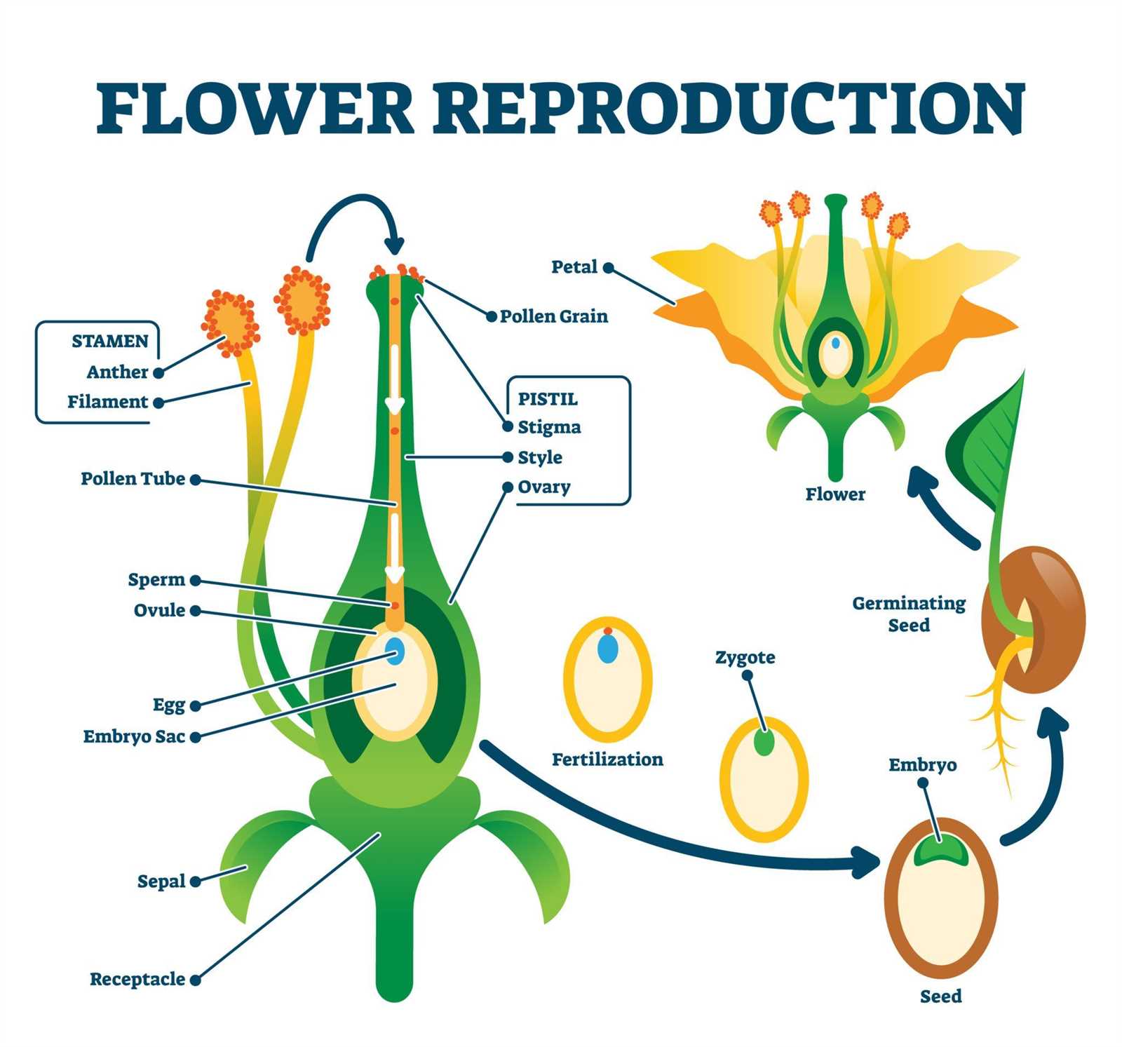 flower reproductive parts diagram