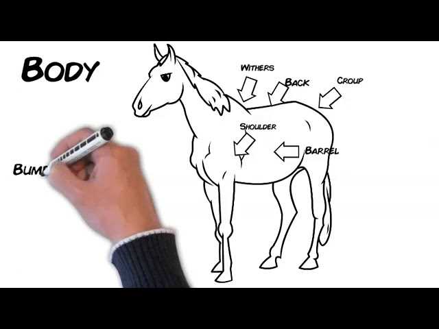 body parts of a horse diagram