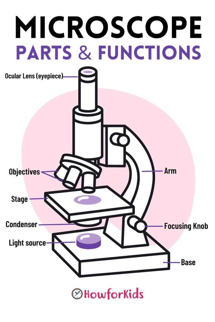 microscope diagram parts and functions