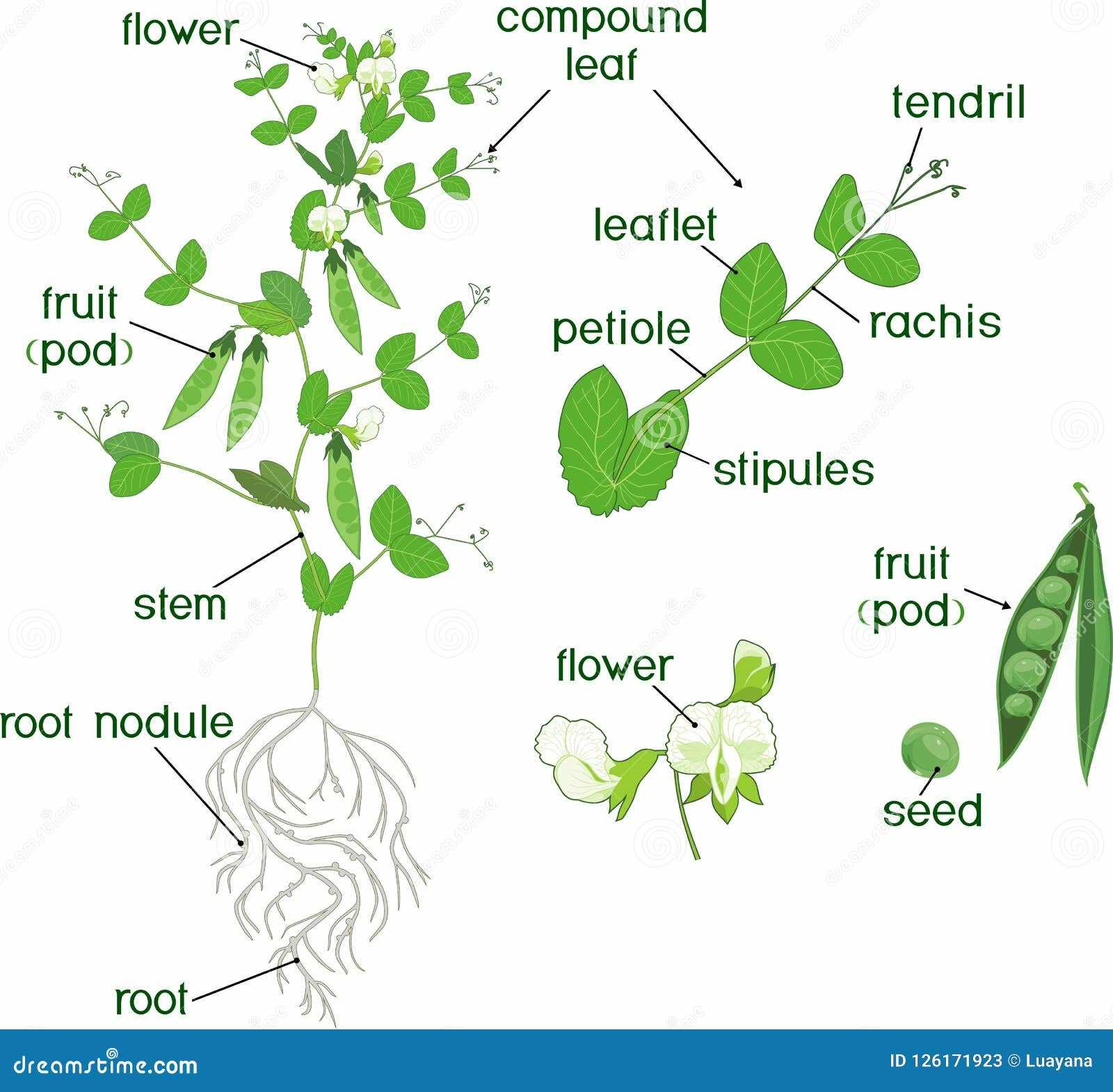 peanut parts diagram