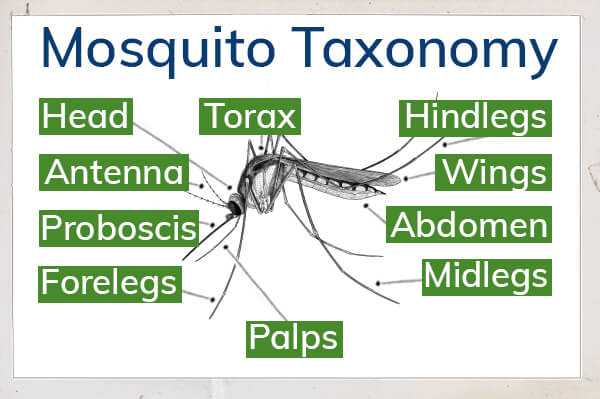 mosquito diagram body parts