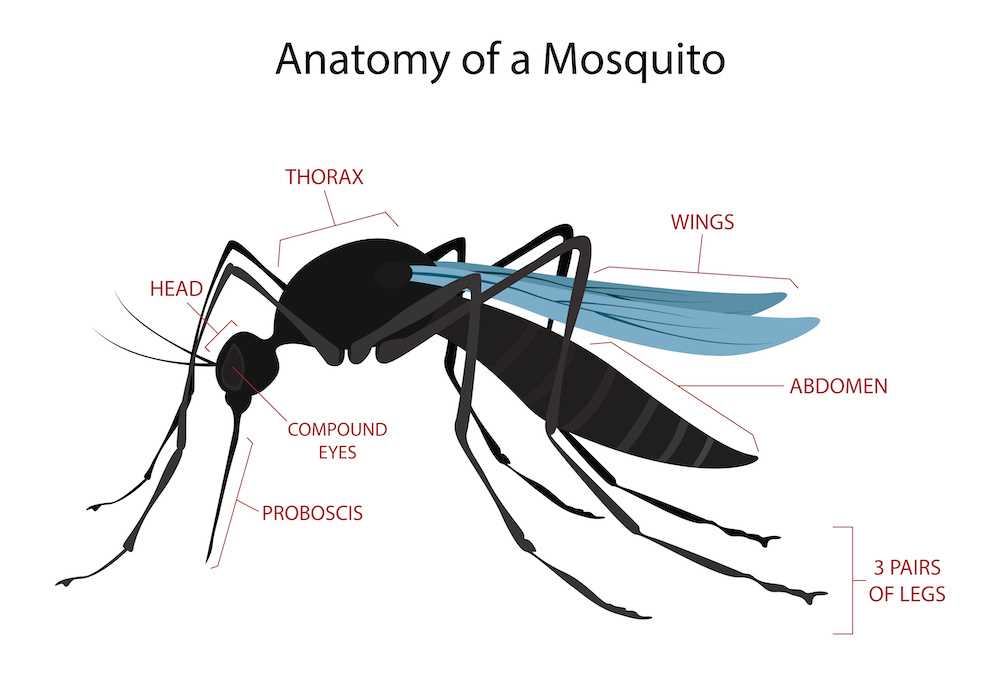 mosquito diagram body parts