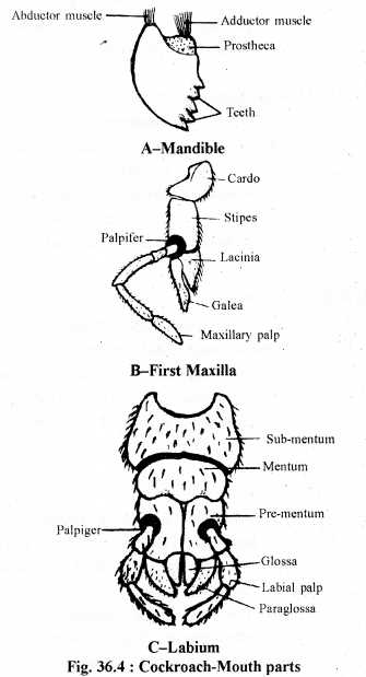 mouth parts of cockroach diagram