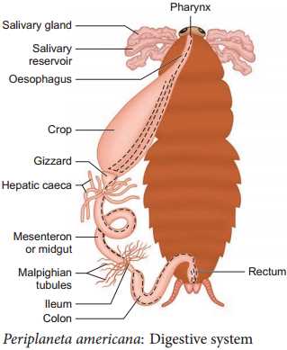 mouth parts of cockroach diagram