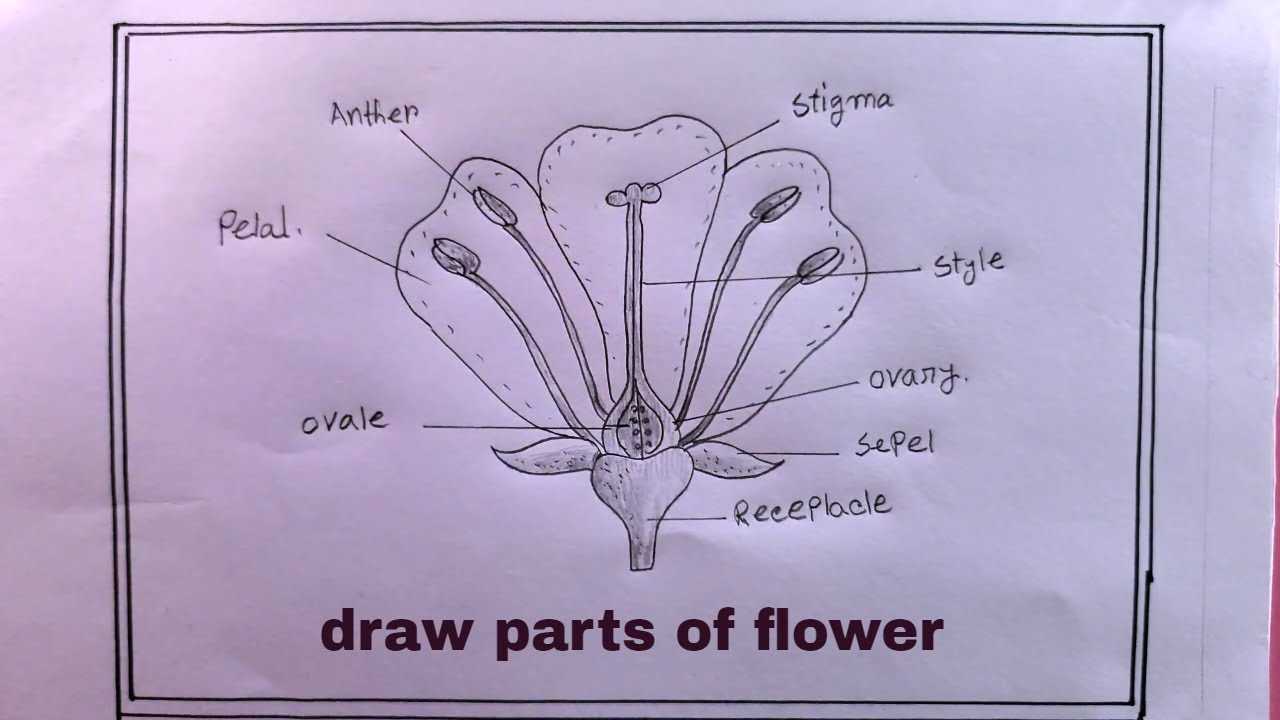 name of flower parts diagram