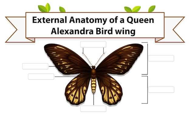 butterfly parts diagram