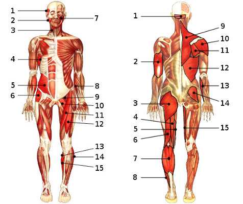 muscular system parts diagram