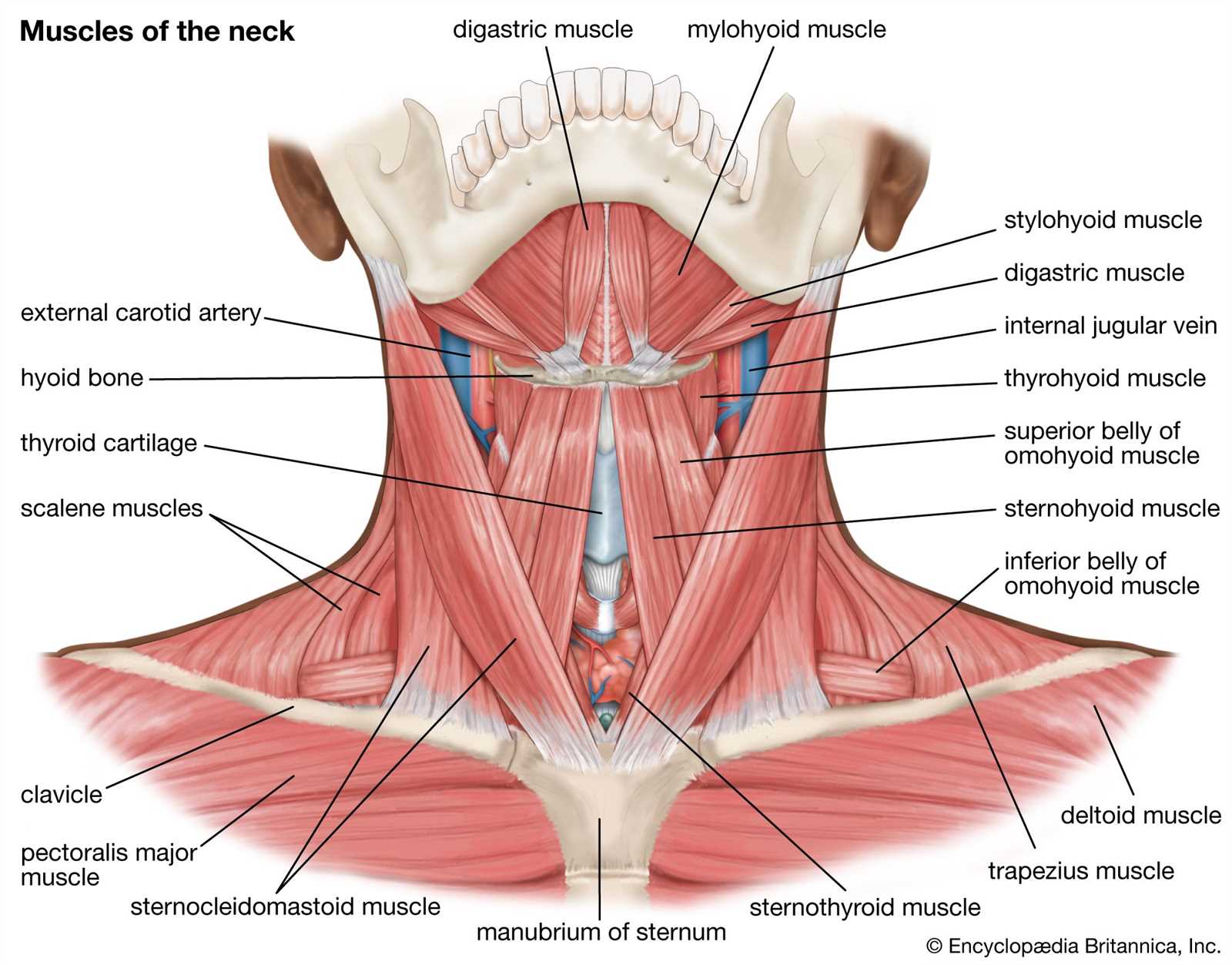 muscular system parts diagram