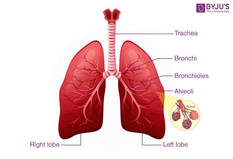 lungs diagram with parts