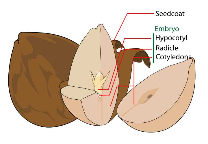 diagram parts of a seed