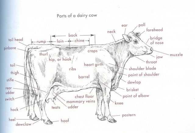 parts of a cow diagram