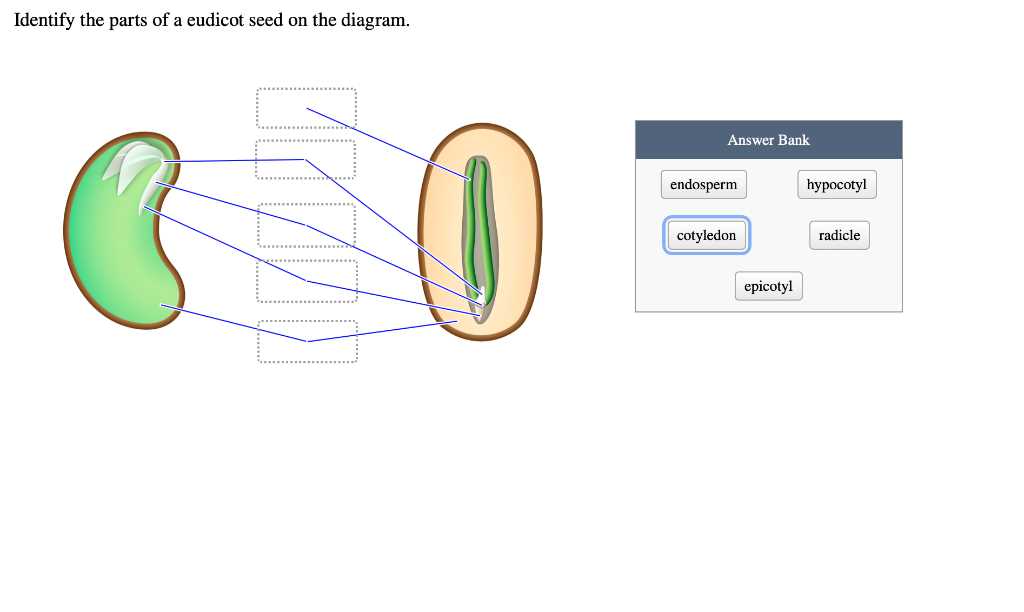 diagram parts of a seed