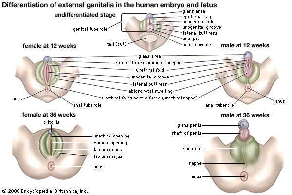 female sexual body parts diagram