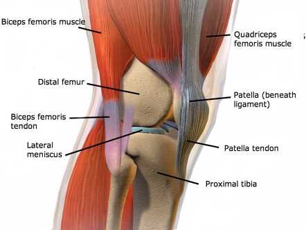 knee parts diagram