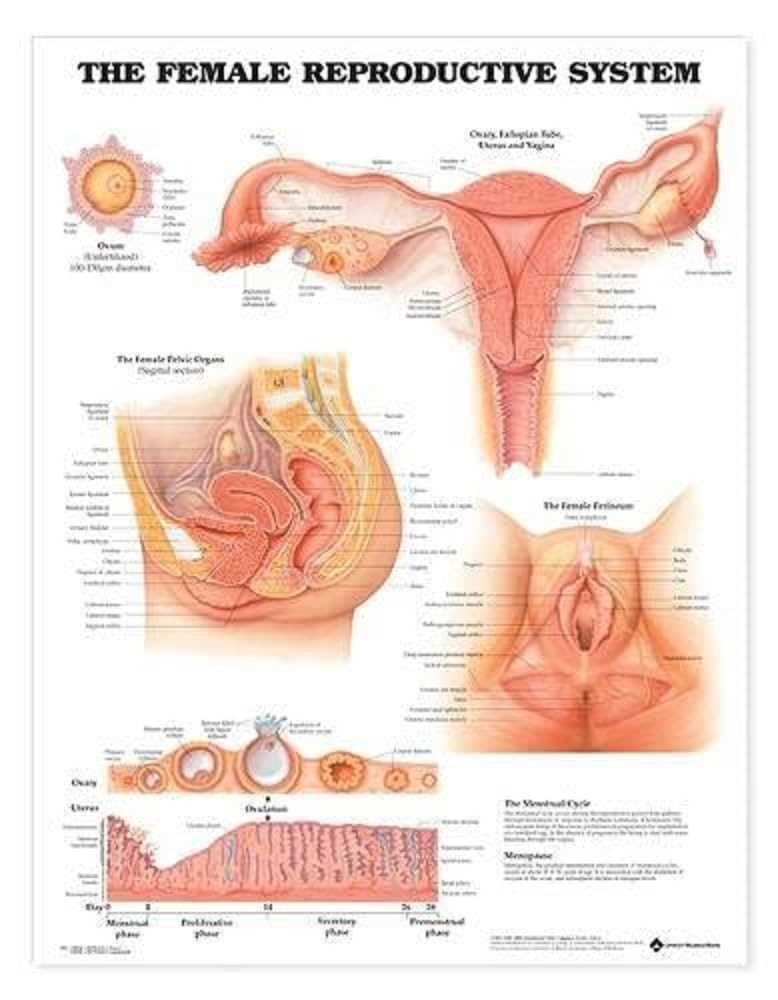 female parts diagram