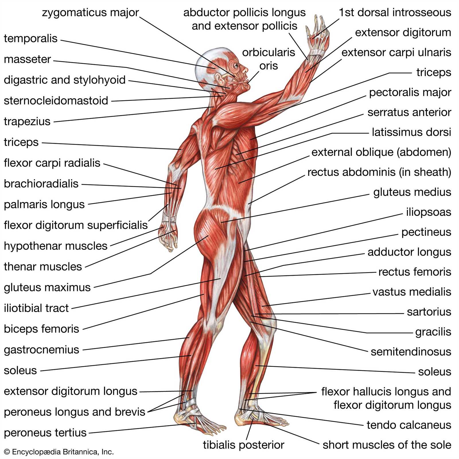 body parts with diagram