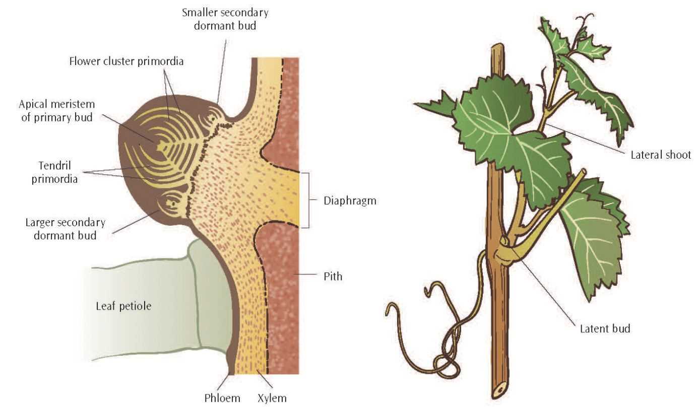 parts of a grape vine diagram