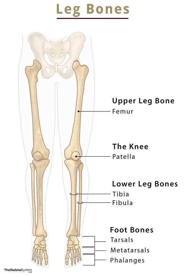 foot parts diagram with names