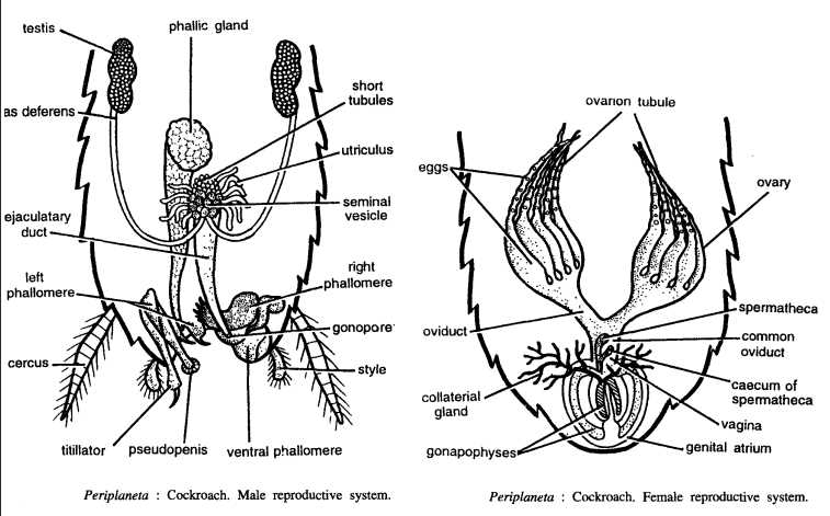 mouth parts of cockroach diagram