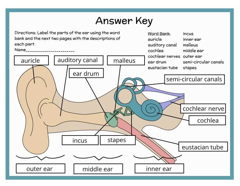 diagram parts ear