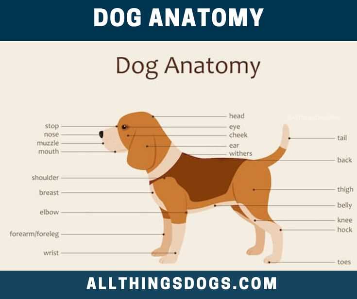 dog body parts diagram