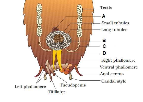 mouth parts of cockroach diagram