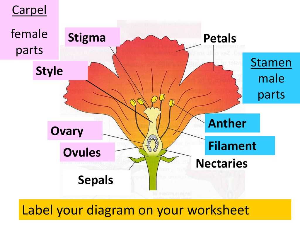 male and female parts of a flower diagram