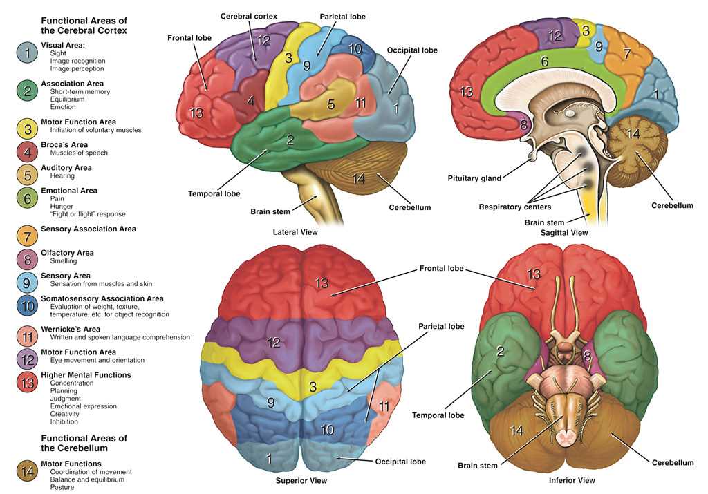 main parts of the brain diagram