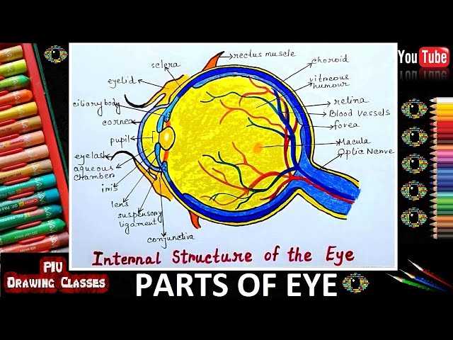 diagram of the parts of the eye