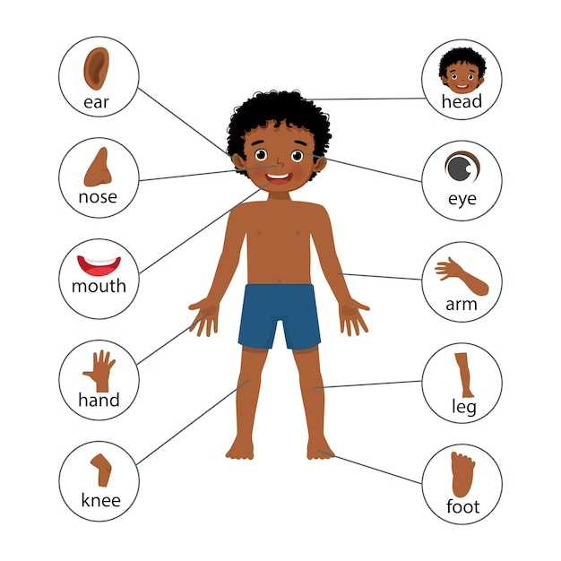 diagram of the human body parts