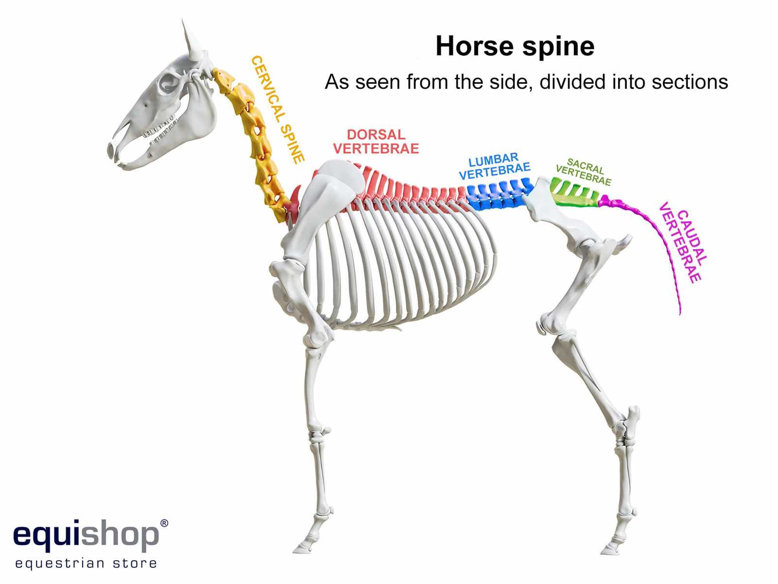 parts of a horse diagram