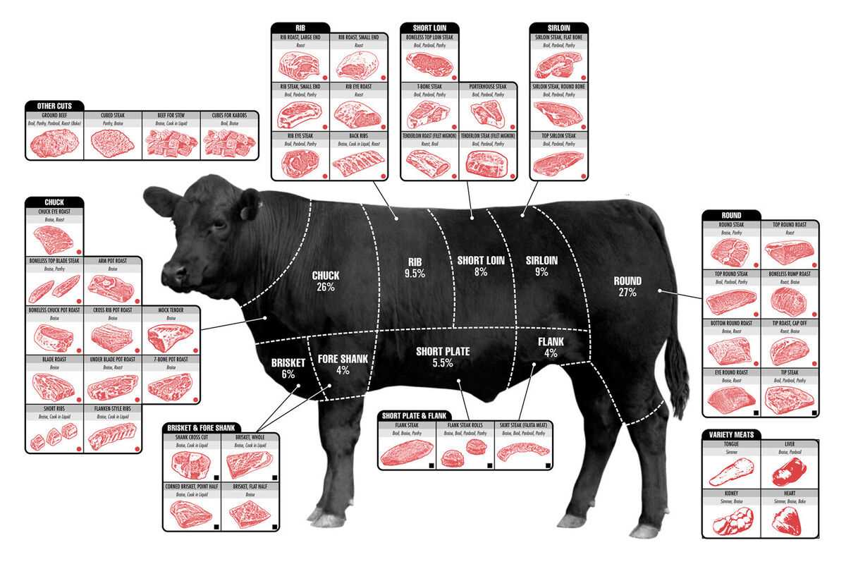 parts of a cow diagram