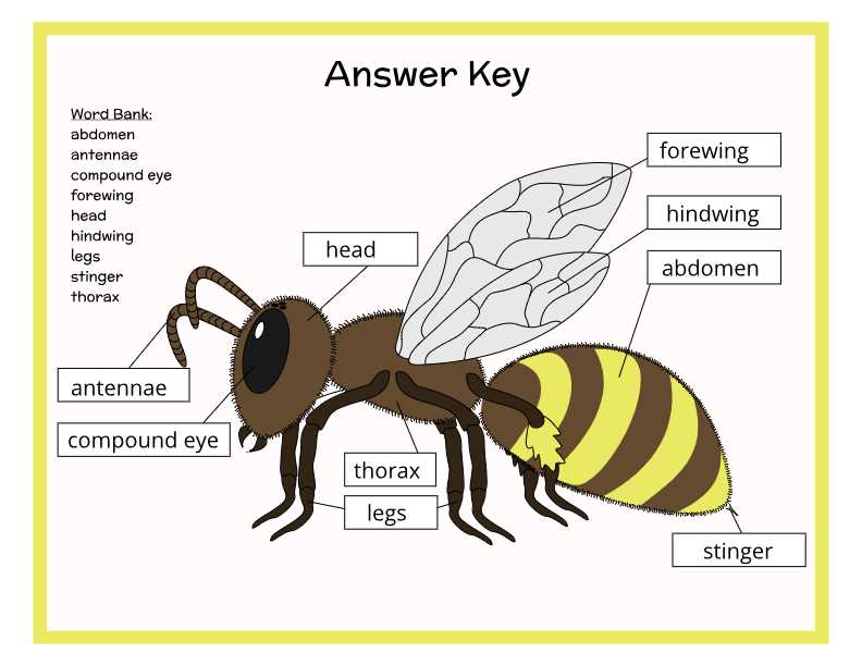 honey bee mouth parts diagram