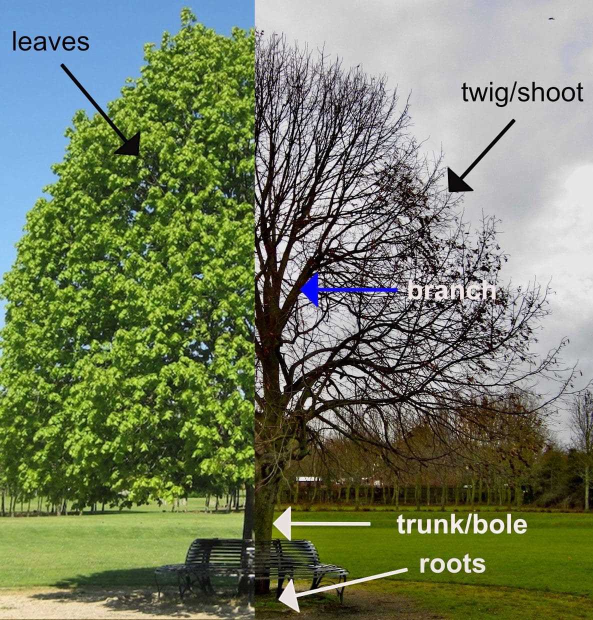 diagram of a tree and its parts