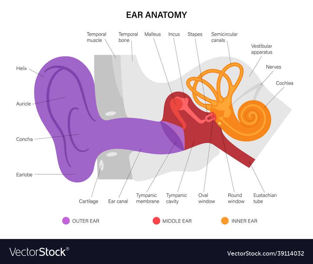 ear diagram parts