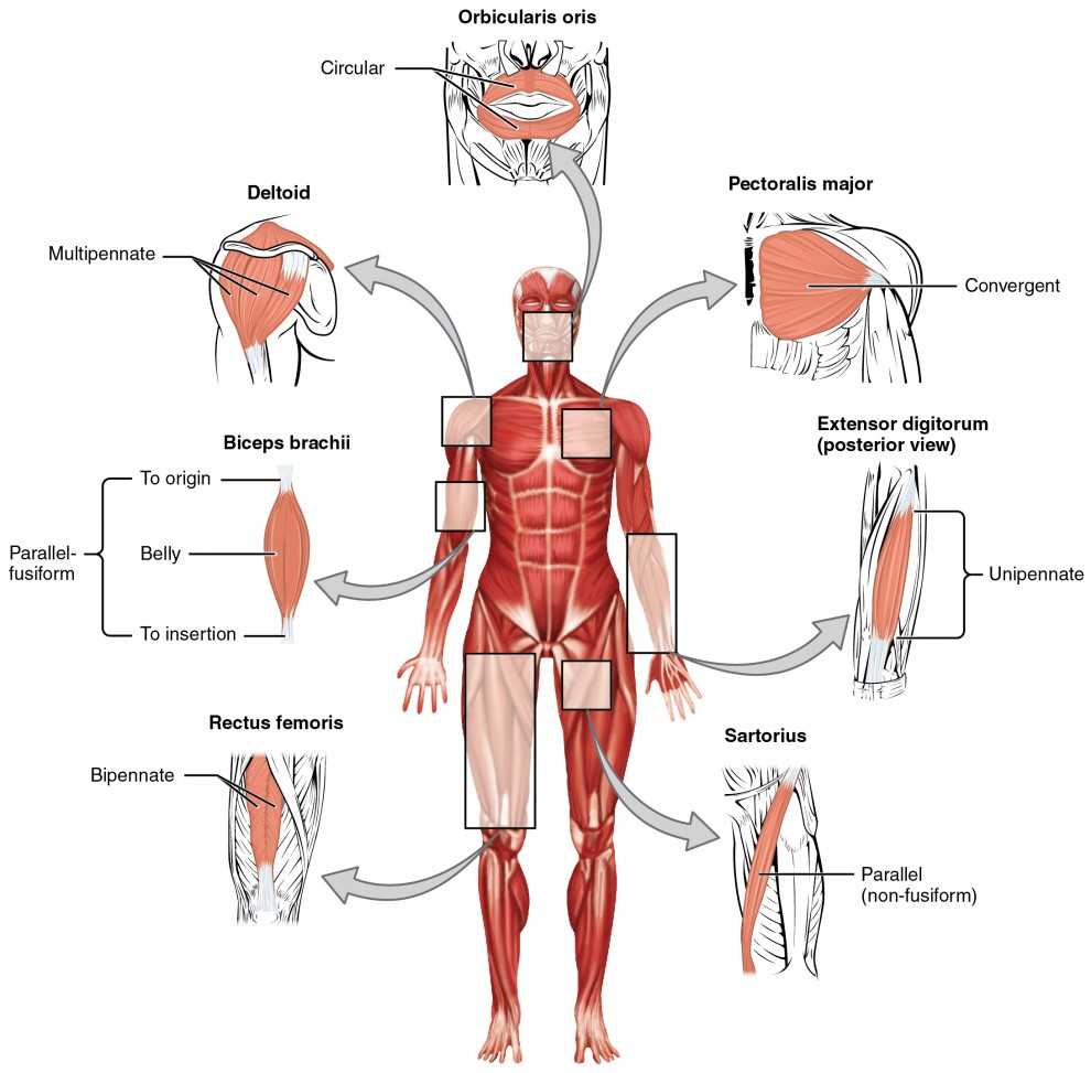 muscular system parts diagram