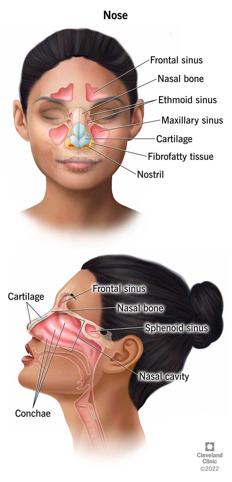 nose diagram with parts