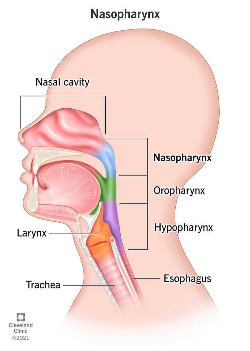 nose diagram with parts