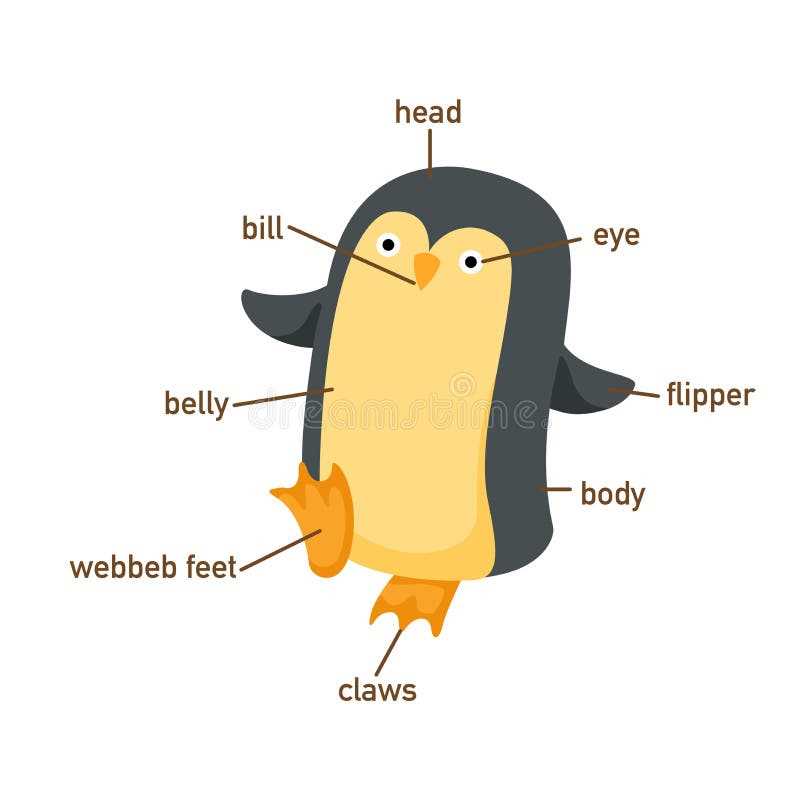 parts of a penguin diagram