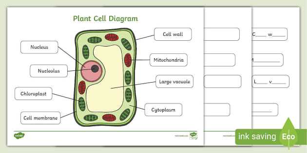 parts of a plant cell diagram