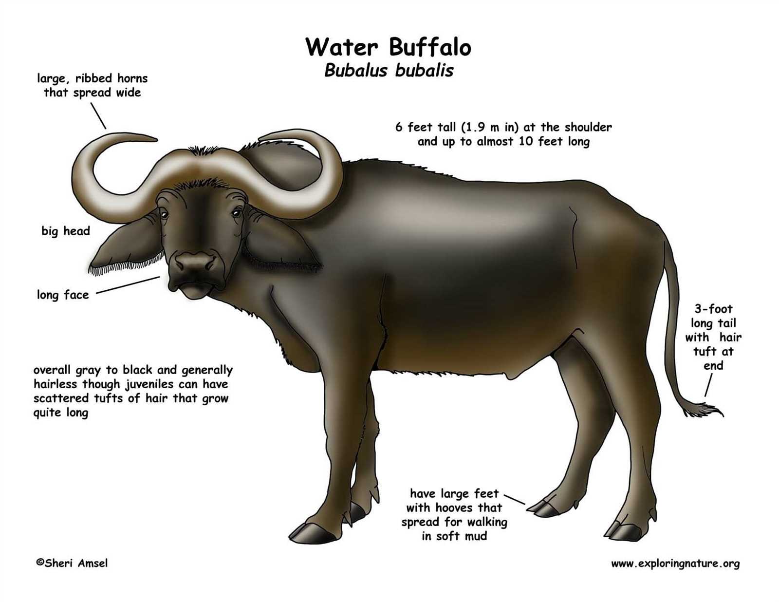 buffalo body parts diagram